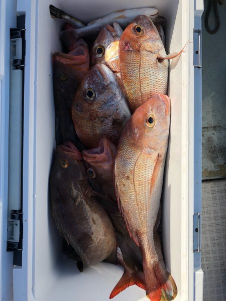 フィッシング キッタカ 釣果