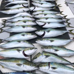 ビッグファイター 釣果