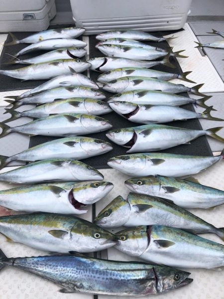 ビッグファイター 釣果