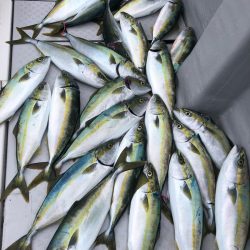 ビッグファイター 釣果