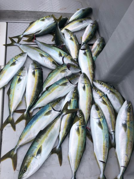 ビッグファイター 釣果