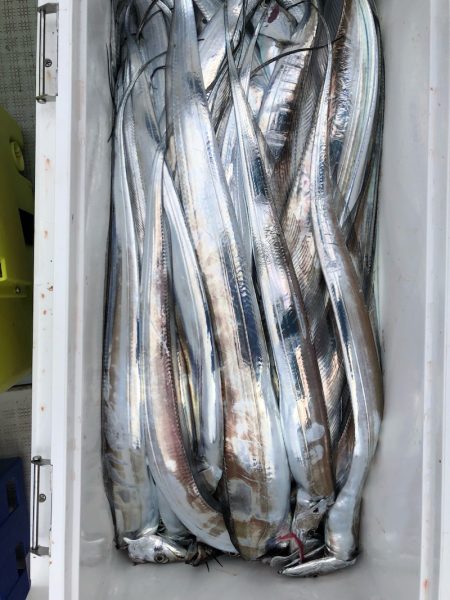 フィッシング キッタカ 釣果