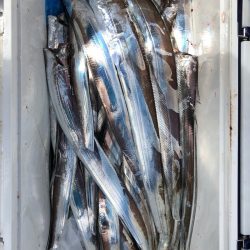 フィッシング キッタカ 釣果