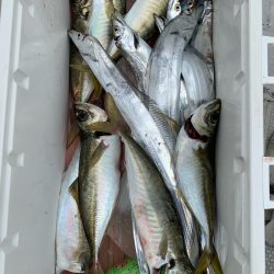 ランスルー 釣果