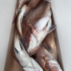 第二八坂丸 釣果