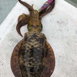 あみや渡船 JIGBOY 釣果