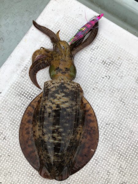 あみや渡船 JIGBOY 釣果