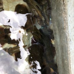 あみや渡船 JIGBOY 釣果