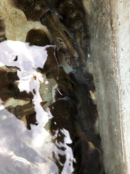 あみや渡船 JIGBOY 釣果