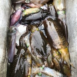 あみや渡船 JIGBOY 釣果