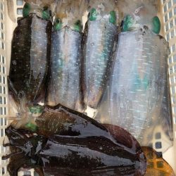 あみや渡船 JIGBOY 釣果