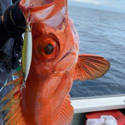 さくら丸 釣果