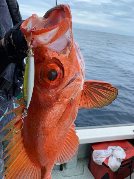 さくら丸 釣果
