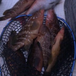 「LaGooN」蒼陽丸 日和号 釣果