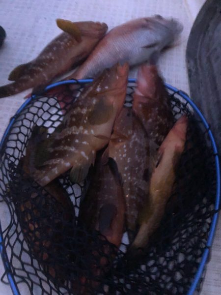 「LaGooN」蒼陽丸 日和号 釣果