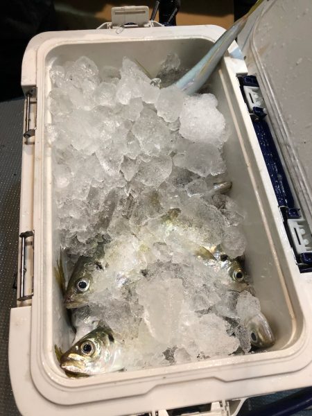 ＴＡＲＯＭＡＲＵ 釣果