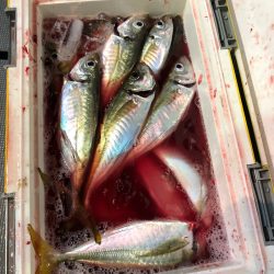 ＴＡＲＯＭＡＲＵ 釣果