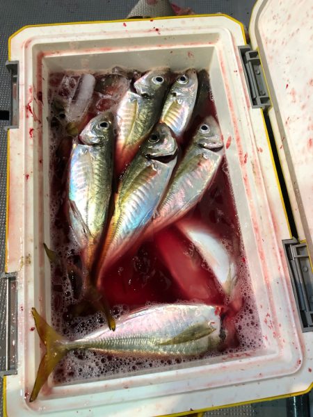 ＴＡＲＯＭＡＲＵ 釣果