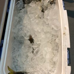 ＴＡＲＯＭＡＲＵ 釣果