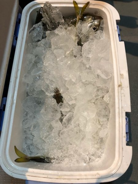 ＴＡＲＯＭＡＲＵ 釣果