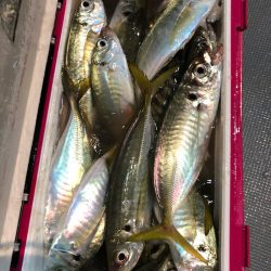 ＴＡＲＯＭＡＲＵ 釣果