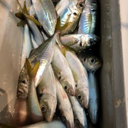 ＴＡＲＯＭＡＲＵ 釣果