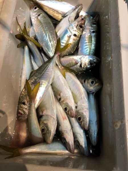 ＴＡＲＯＭＡＲＵ 釣果