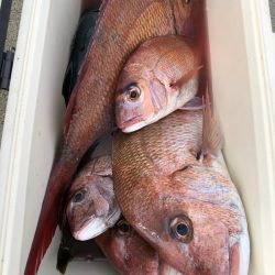 第二八坂丸 釣果