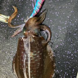 あみや渡船 釣果