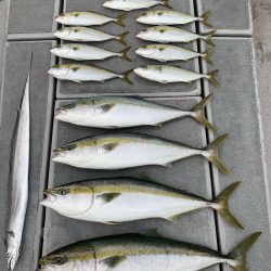 SeaRide(シーライド) 釣果