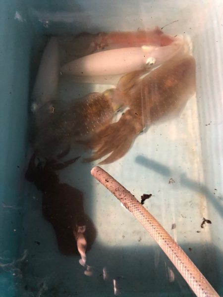 第二八坂丸 釣果