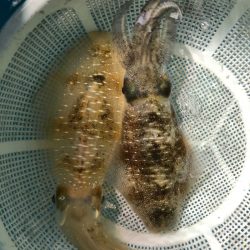 第二八坂丸 釣果