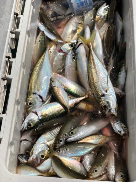 丸万釣船 釣果