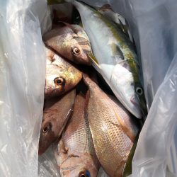 第二八坂丸 釣果