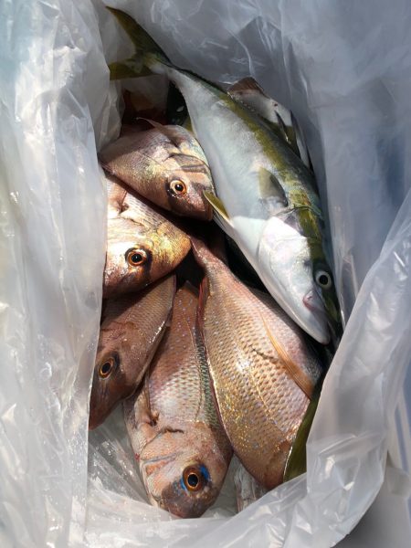 第二八坂丸 釣果