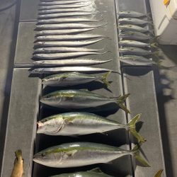 SeaRide(シーライド) 釣果