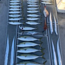 SeaRide(シーライド) 釣果