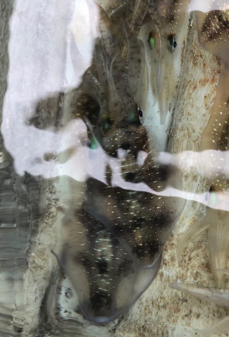 あみや渡船 JIGBOY 釣果