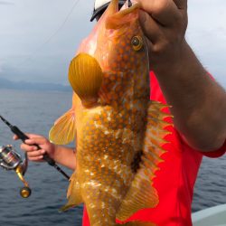 あみや渡船 JIGBOY 釣果