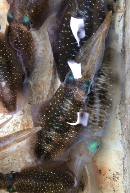 あみや渡船 JIGBOY 釣果