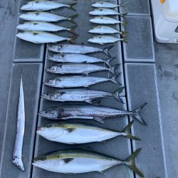 SeaRide(シーライド) 釣果