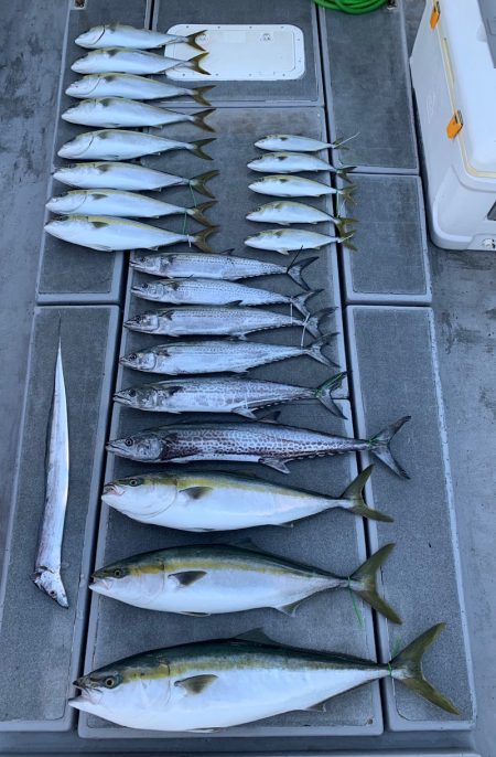 SeaRide(シーライド) 釣果