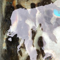 あみや渡船 JIGBOY 釣果