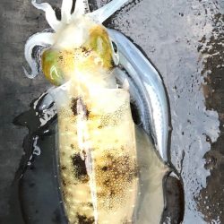 あみや渡船 JIGBOY 釣果