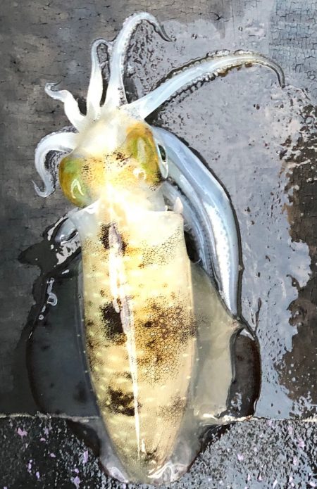 あみや渡船 JIGBOY 釣果