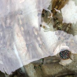 あみや渡船 JIGBOY 釣果