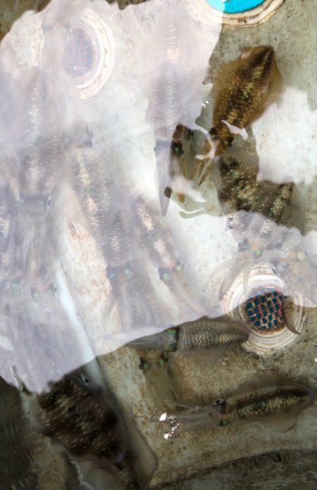 あみや渡船 JIGBOY 釣果