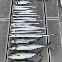 SeaRide(シーライド) 釣果