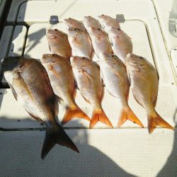 マリンガイド福丸 釣果