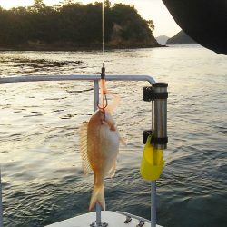 マリンガイド福丸 釣果